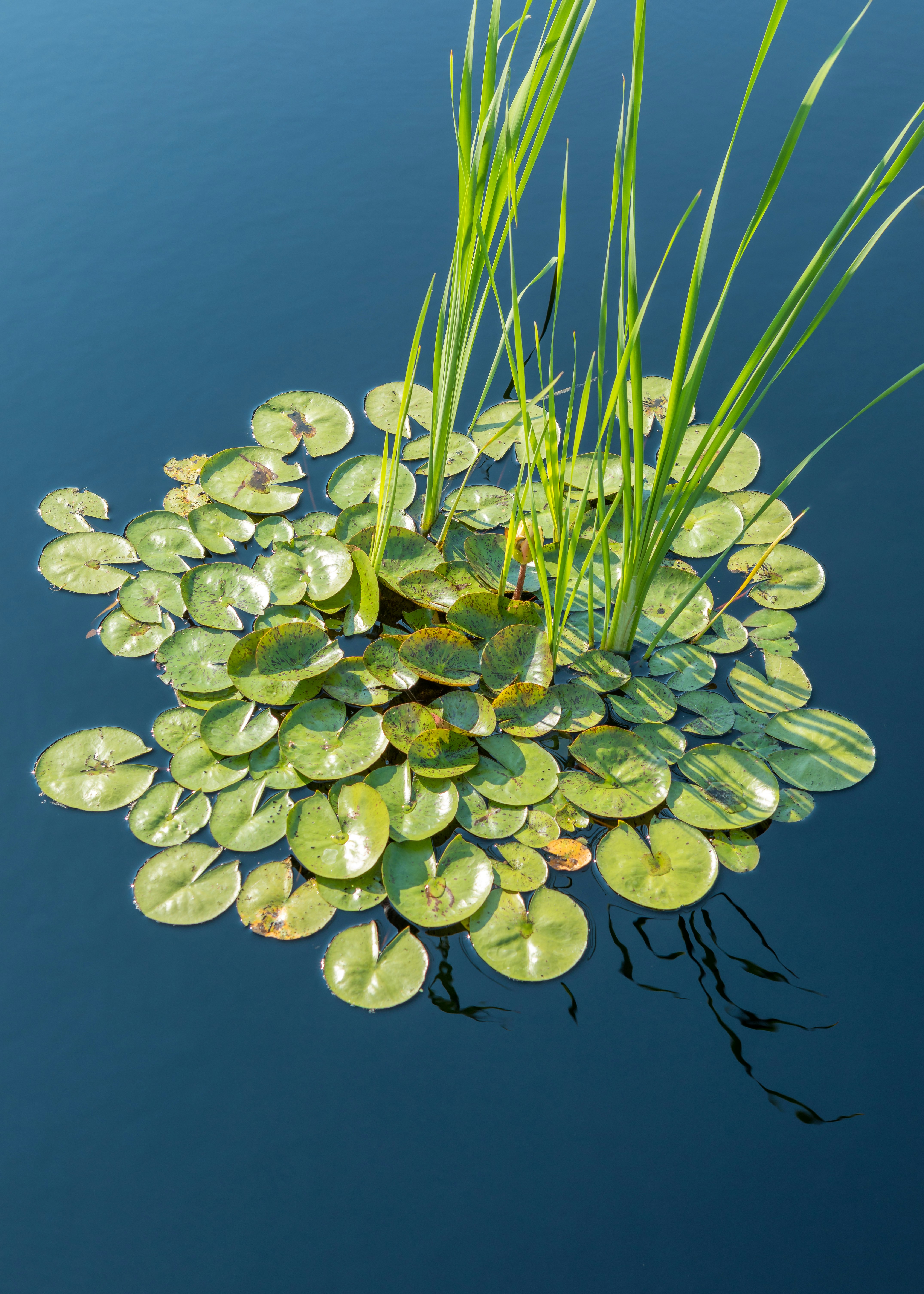 green and white plant on water